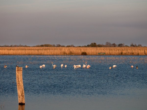 Pourquoi opter pour un camping avec piscine à l'ile d'Oléron ?
